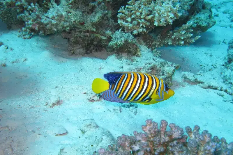 Snorkeling tra i coralli del Mar Rosso ad aprile