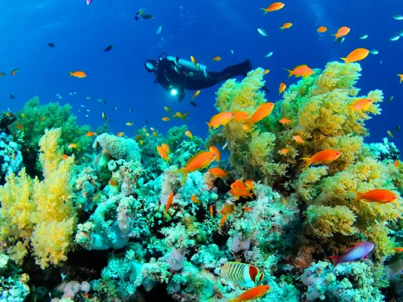Barriera corallina intatta nel sud del Mar Rosso