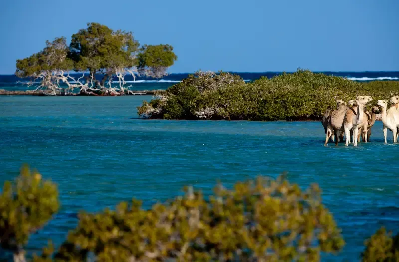 Periodo Migliore per Andare a Marsa Alam: 15 Cose da Fare