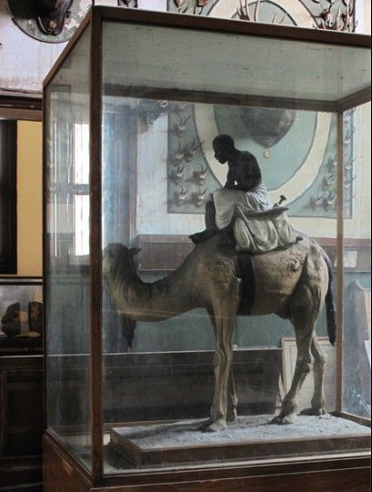 Detalle de taxidermia o exposición de espécimen