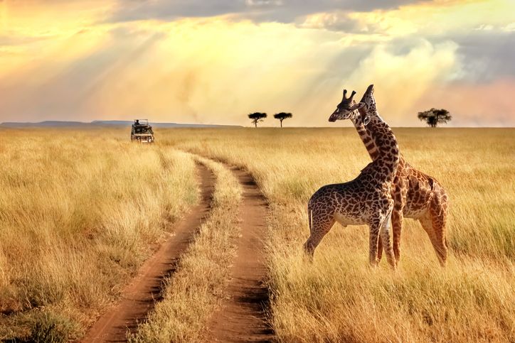 Kenya Safari