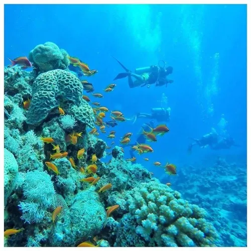 Snorkeling tra pesci tropicali e coralli durante escursione Porto Ghalib