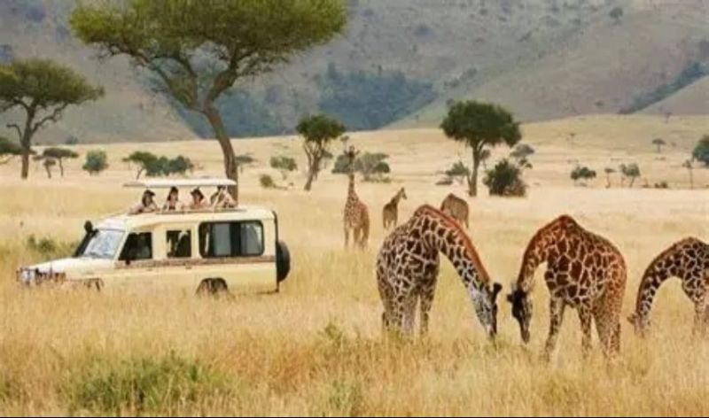 Safari africain