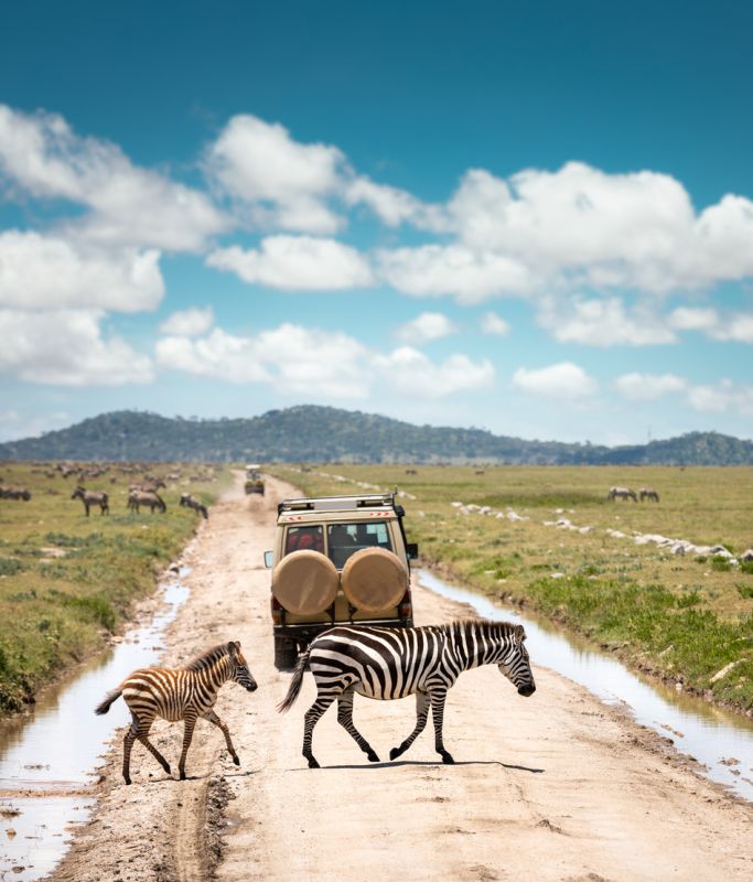 Tanzania Safari