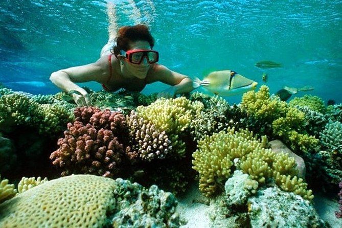 Snorkeling parmi les coraux colorés de la mer rouge en Égypte
