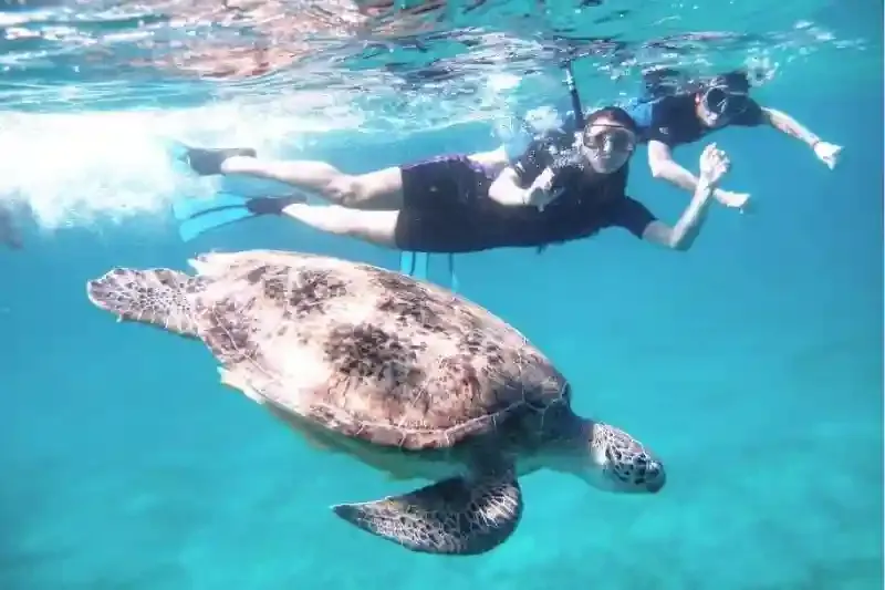 Escursione Abu Dabbab Marsa Alam: Snorkeling e Tartarughe