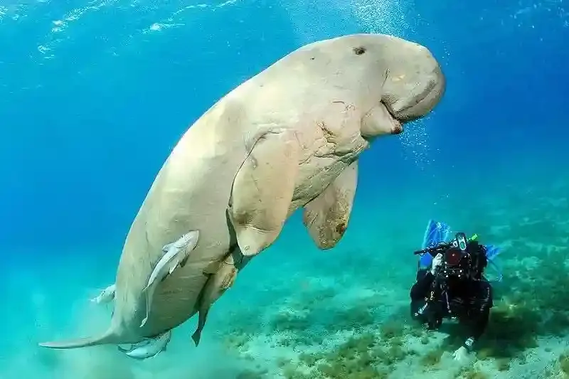 Cosa vedere a Marsa Alam tra tartarughe e dugonghi
