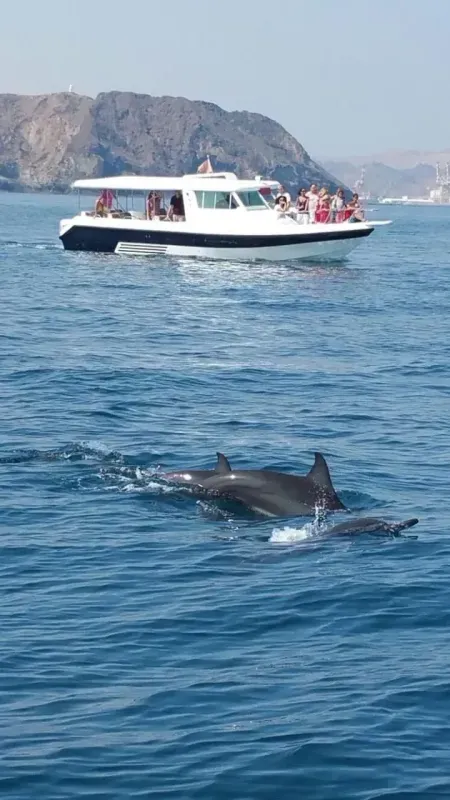 Dauphin à Salalah