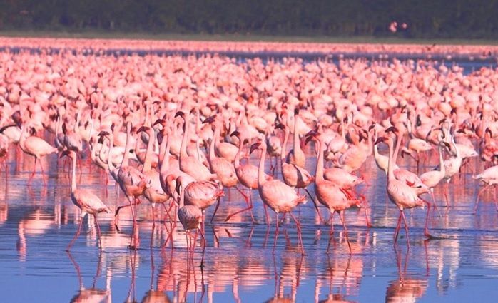 Safari Kenia