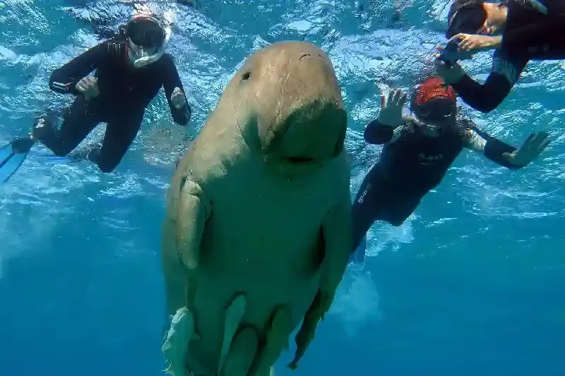 Cosa fare a Marsa Alam a Capodanno: attività uniche