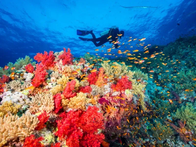 Immersioni estive nelle acque turchesi del Mar Rosso