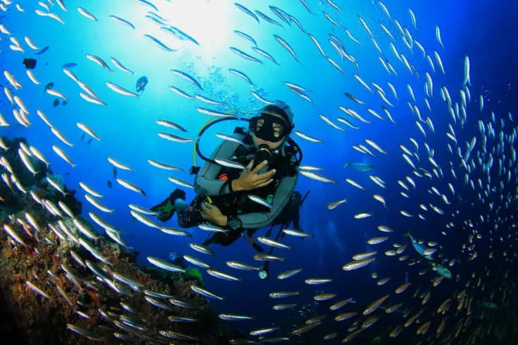 Immersioni nel Mar Rosso tra i coralli