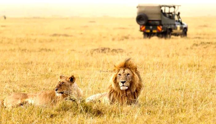 Safari Kenya Prix Adorable
