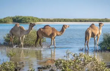 Escursione Parco Nazionale Wadi El Gemal in jeep 4x4 nel deserto