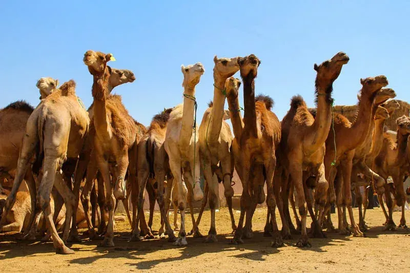 Escursione nel deserto di Wadi El Gemal in Egitto