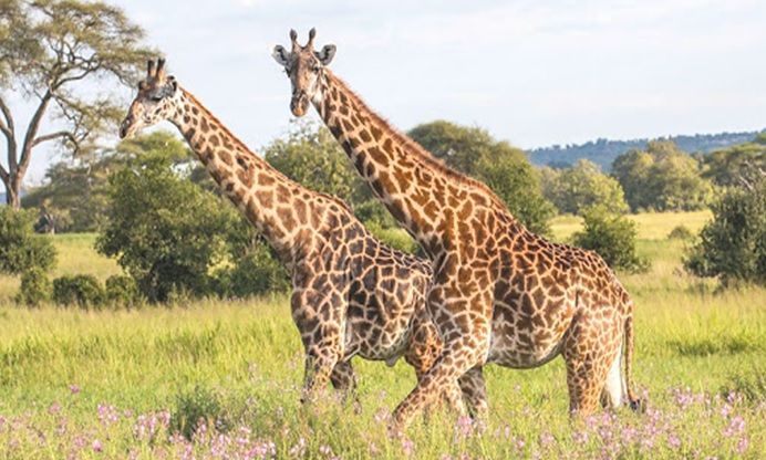 Tanzanie Safari