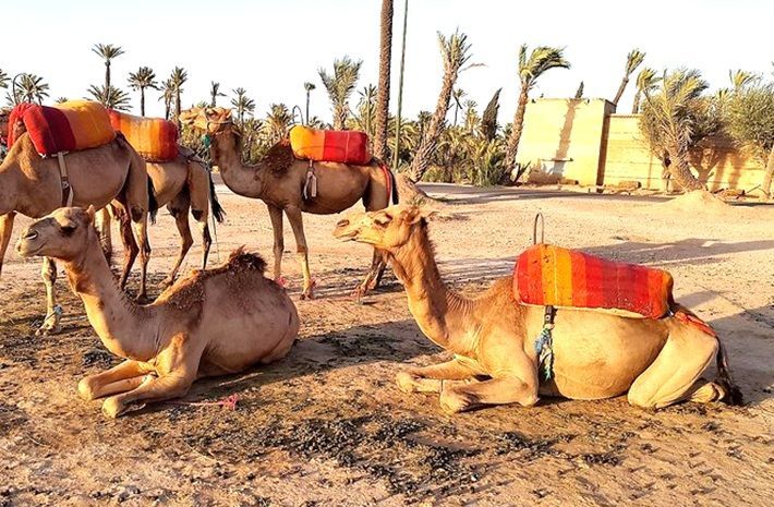 Excursion chameau Marrakech