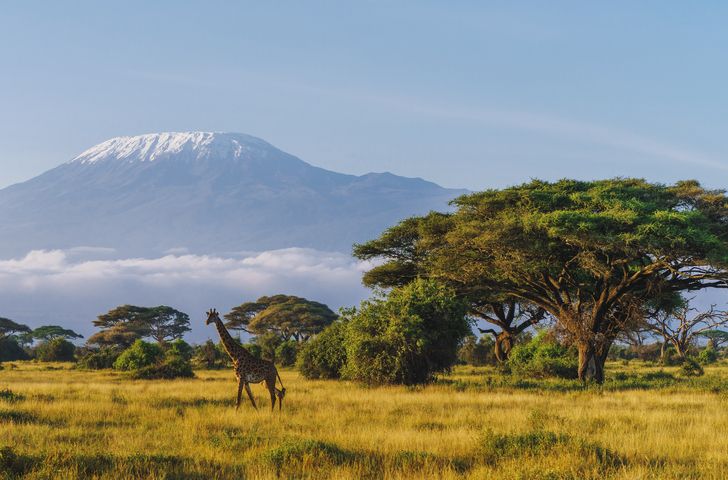 Safari au Kenya
