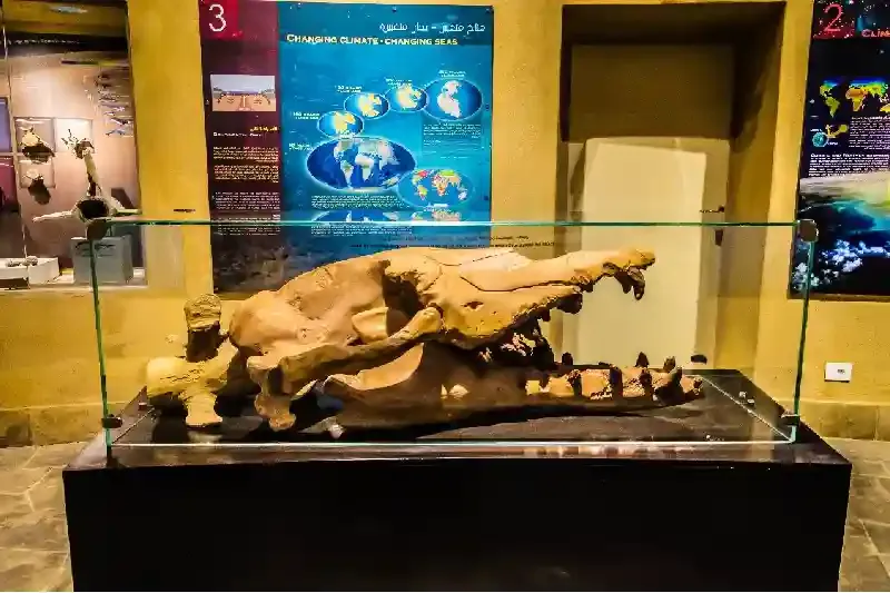 Visita guidata alla Valle delle Balene in Egitto