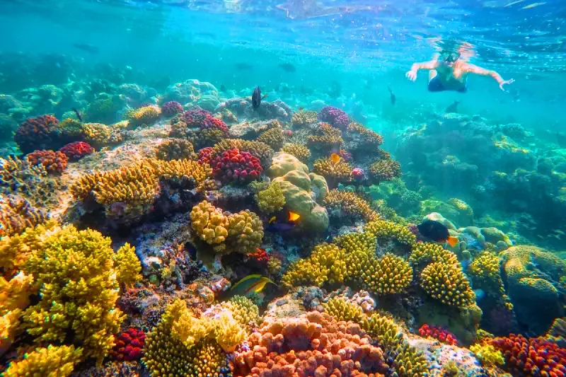 Mare di Sharm El Sheikh Come Proteggere la Barriera Corallina