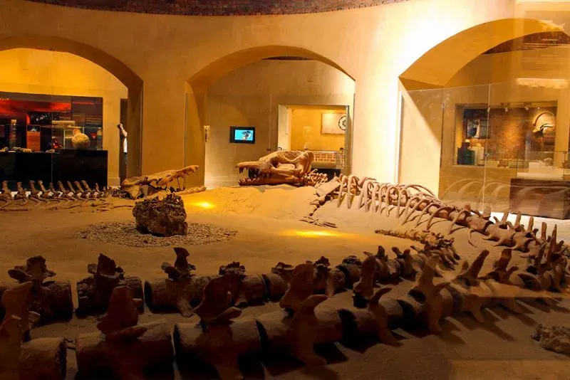 Fossili di balene nel deserto Egitto Wadi el Hitan