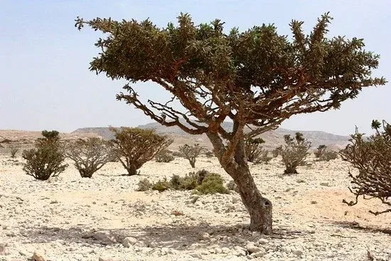 Frankincense Tree in Salalah
