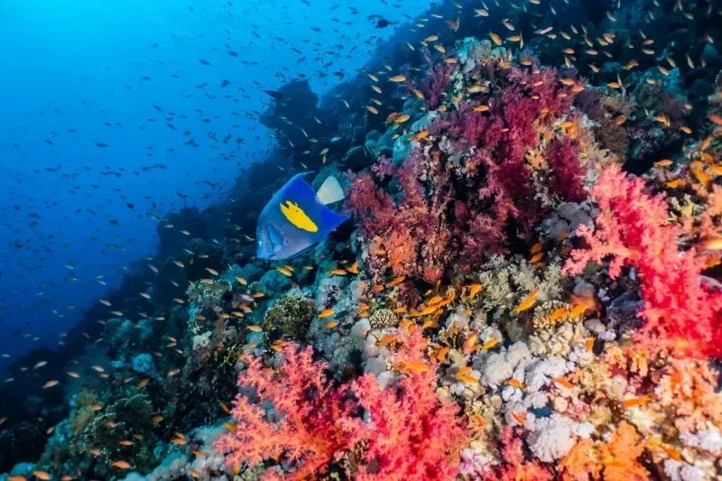 Mare cristallino di Hurghada nel mese di agosto.