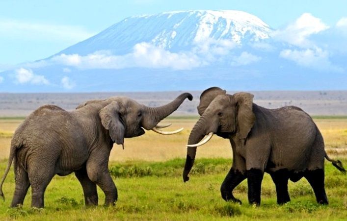 Safari au Kenya