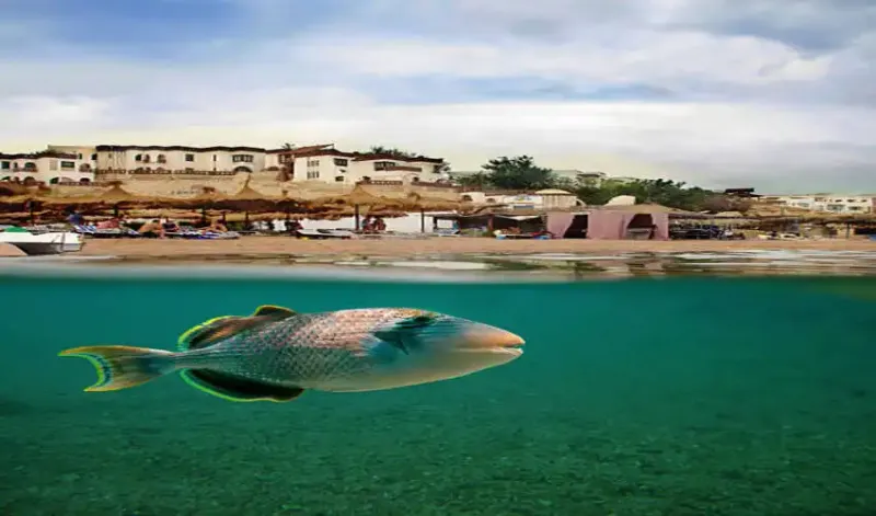 VACANCES AU CAIRE ET A HURGHADA