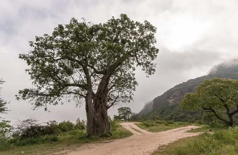 Baobab Trees