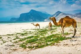 Vacances en Oman