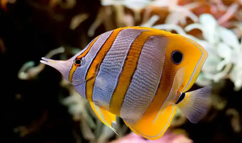 VACANCES À SHARM EL SHEIKH