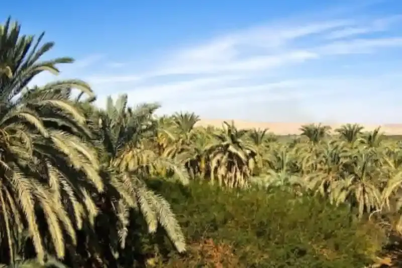 Escursione nel deserto dell’Oasi di Bahariya, Egitto