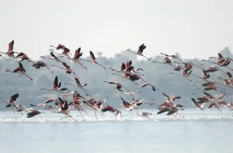 lake nasser cruise and stay
