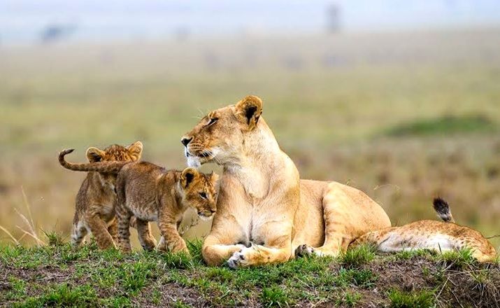Masai Mara National Game Reserve