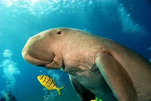 Dugongo nel Mar Rosso vicino Marsa Alam