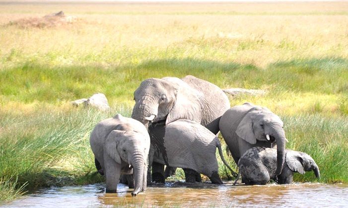 Tanzanie Safari