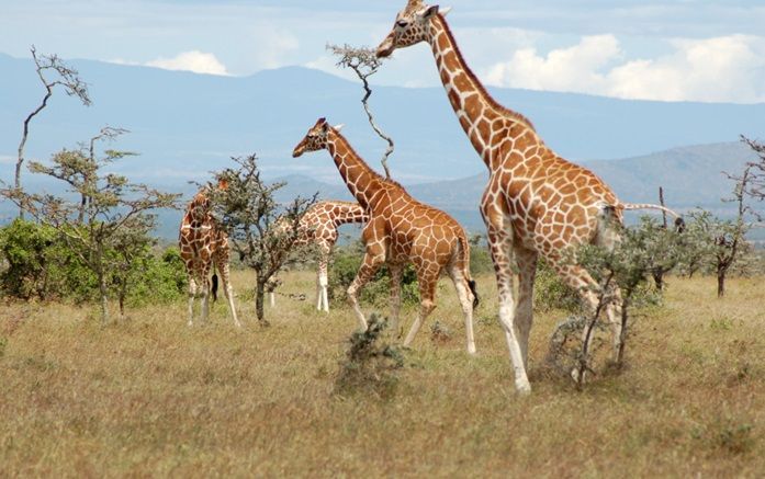 Safari Afrique Kenya