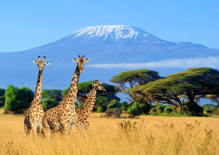 Safari Kenya Prix Adorable