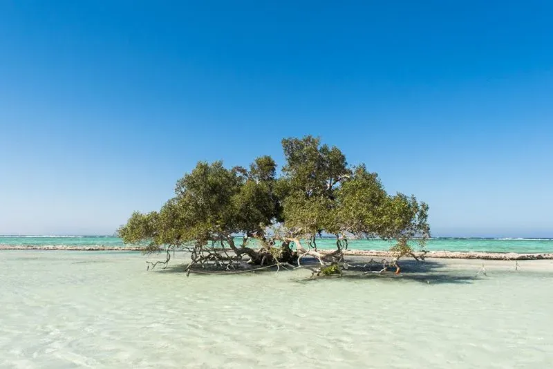 Vita marina ricca e colorata a Berenice Egitto
