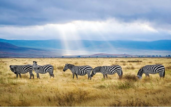 Safari Afrique Tanzanie 