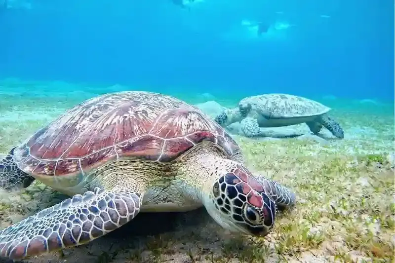 Immersioni subacquee nella barriera corallina del Mar Rosso