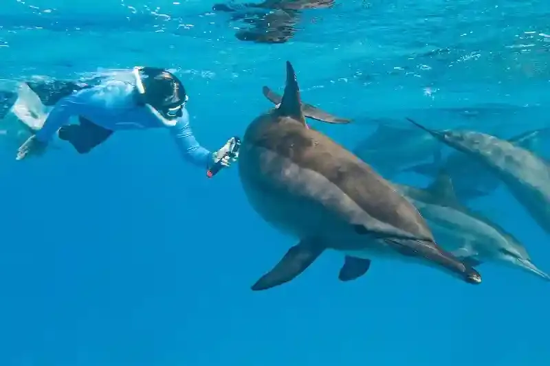  Escursione Dolphin House Marsa Alam: Snorkeling con i Delfini