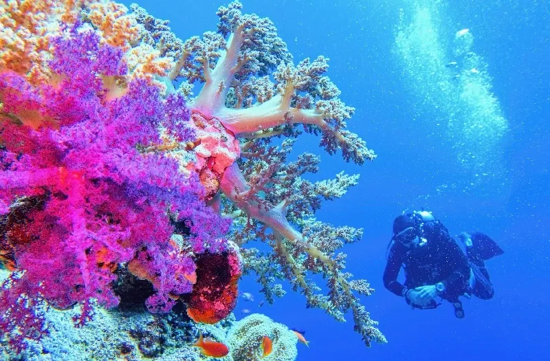 Mar Rosso Marsa Alam con Spiaggia, Acque Turchesi e Barriera Corallina