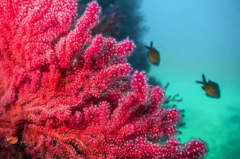 Barriere coralline colorate nel Mar Rosso in Egitto