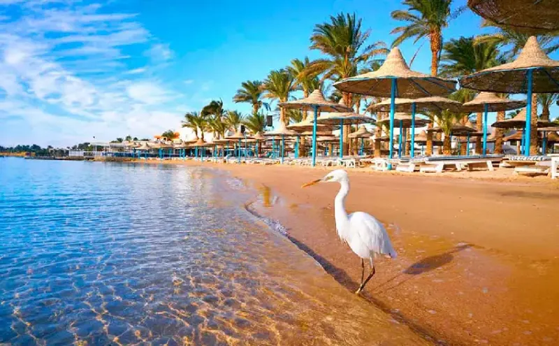 Mar Rosso Sharm con Baie, Barriera Corallina e Montagne del Sinai
