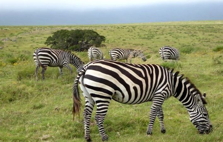 Ngorongoro National Conservancy Area