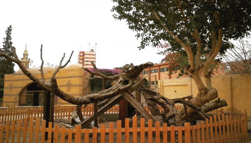 Árbol de la Virgen María