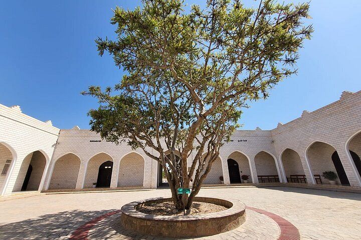 Frankincense Tree in Salalah