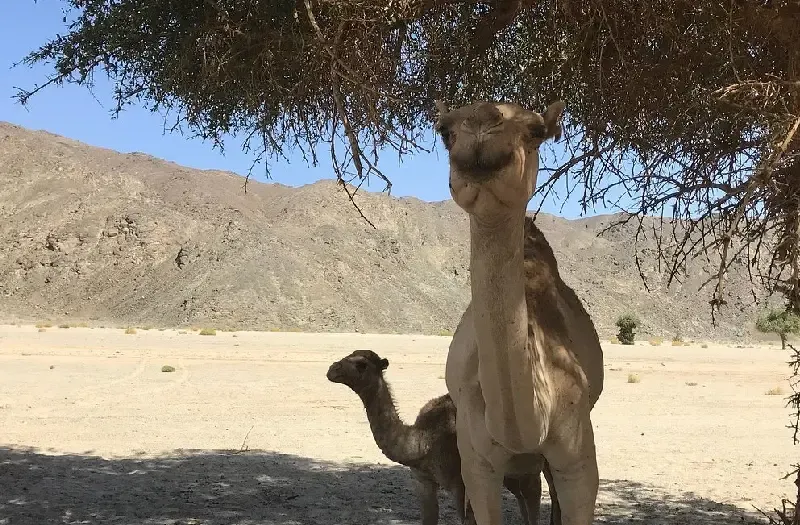 Cosa Fare a Marsa Alam Esplorando Wadi El Gemal National Park